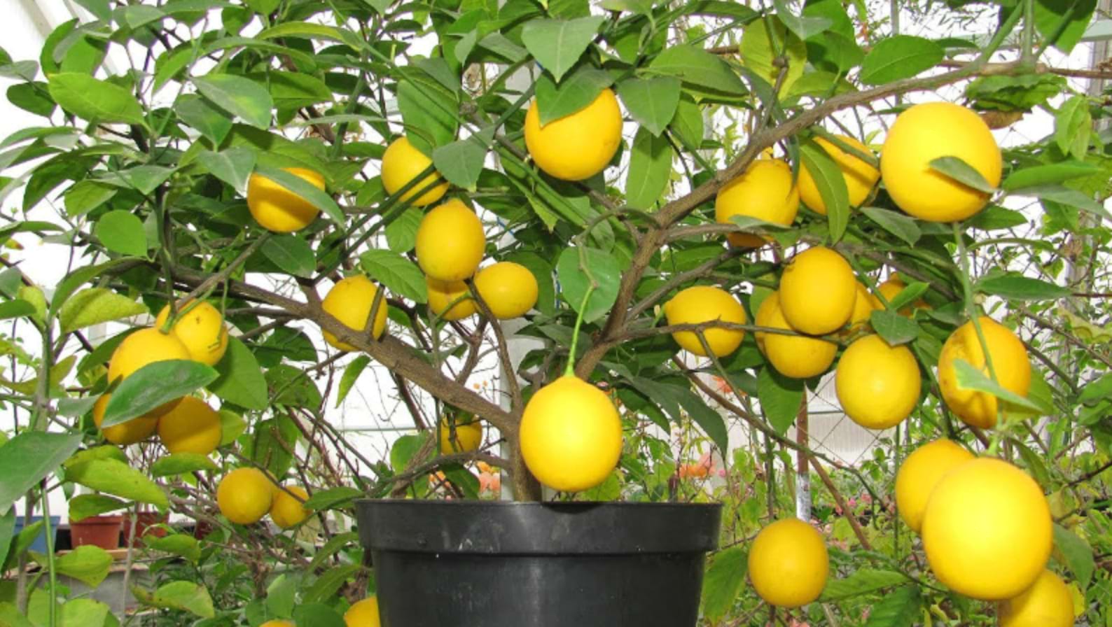 Почему не цветет лимон. Цитрус лимон Мейера комнатный. Лимон Мейера листья. Цитрус (комнатное растение) лимон Мейера. Лимон Мейера ремонтантный сорт.
